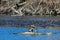 Drift Wood Floating Down Salt Creek