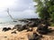 Drift Wood on Lava Rocks and Sand