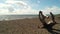 Drift wood lie on a sandy beach