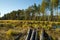 Drift wood on the marshes in the forests