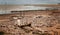 Drift wood in Minehead beach