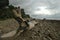 Drift Wood on Rocky Beach