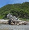 Drift Wood Sculpture on Kapiti Island Beach New Zealand