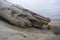 Drift wood and seaweed. Baltic see. Lithuania