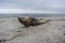 Drift wood and seaweed. Baltic see. Lithuania