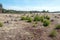 Drifting sand in nature reserve Mosselse zand.