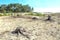 Drifting sand in nature reserve Mosselse zand.