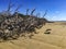 Driftwood in abundance on Somerset beach, Tasmania