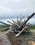 Driftwood accumulation on Qualicum Beach, BC