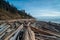 Driftwood Along The Coast