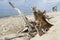 Driftwood along the shores of Lake Superior