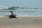 Driftwood on Atlantic Ocean Beach