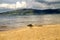 Driftwood on Ballycastle beach, Co. Antrim, Ireland