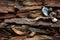 Driftwood bark and shells