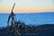 Driftwood Beach Art New Zealand