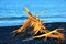 Driftwood Beach Art New Zealand