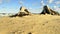 Driftwood at a beach of the Baltic Sea