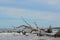 Driftwood Beach,Big Talbot Island State Park,Duval county,Atlantic Ocean,Florida