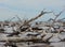 Driftwood Beach,Big Talbot Island State Park,Duval county,Atlantic Ocean,Florida