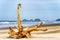 Driftwood on beach at Cape Lookout Oregon Coast