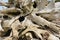 Driftwood on a Beach, Olympic Peninsula