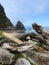 Driftwood on Beach Pacific Coast USA Vertical