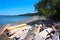 Driftwood on Beach at San Juan Island Washington