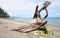 Driftwood on Beach with Seaweed