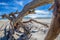 Driftwood on beach on St George Island Florida