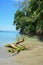 Driftwood on the beach with tropical vegetation