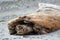 Driftwood on Beach, Witty`s Lagoon Regional Park, Vancouver Island, British Columbia, Canada