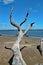 Driftwood branch extending toward the sky