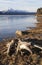 Driftwood on the Chilkat River Estuary