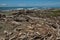 Driftwood on the coast in Corcovado National Park on peninsula Osa in Costa Rica