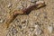 Driftwood on the coral beach