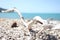 Driftwood at the Coral Beach in the Whitsundays, Queensland, Australia