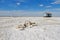 Driftwood covered with salt at salt lake Baskunchak