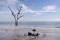 Driftwood and dead trees on the beach at Hunting Island State Park