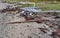 Driftwood and debris on a beach in Maine