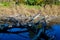 Driftwood on the edge of a river in autumn