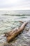 Driftwood floating in the sea