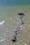 Driftwood floats in clear waters of Glacier National Park.