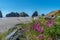 Driftwood and Flowers on Meyers Beach