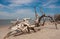 Driftwood on Folly Beach