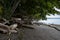 Driftwood and forest edge over stone covered beach