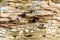 Driftwood Grain Background 2