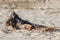 Driftwood. Large piece of wood washed up on a beach