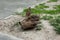 Driftwood lies in the corner of the lawn, next to the sidewalk