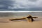 Driftwood log at beach and storm clouds