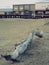 Driftwood log early morning light at Clarremont Pier Lowestoft Suffolk in sepia